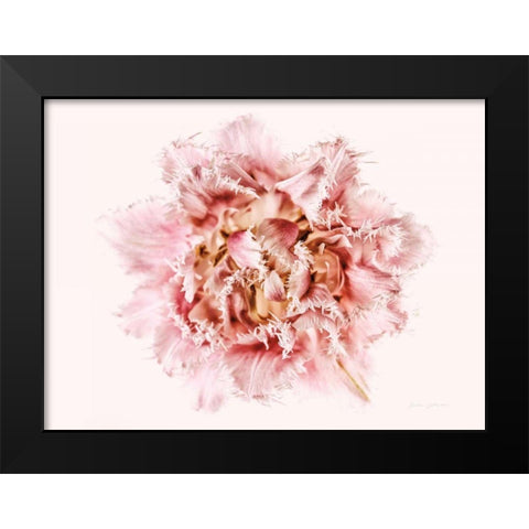 Pink Fringed Tulip Black Modern Wood Framed Art Print by Catterall, Elise