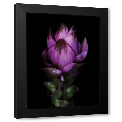 Siam Tulip Black Modern Wood Framed Art Print by Catterall, Elise