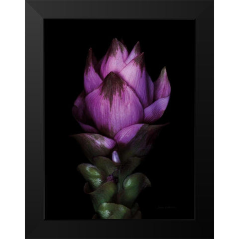 Siam Tulip Black Modern Wood Framed Art Print by Catterall, Elise