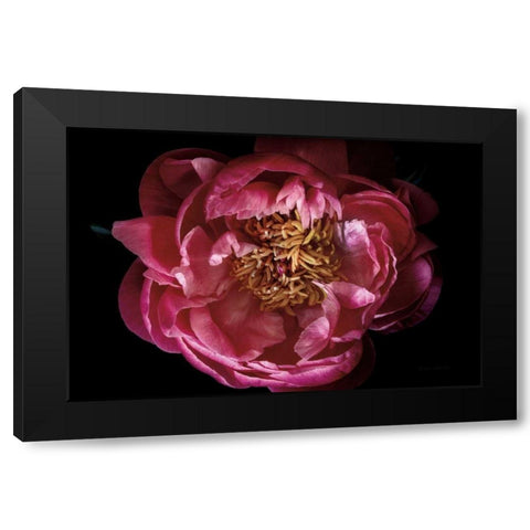 Coral Peony Black Modern Wood Framed Art Print with Double Matting by Catterall, Elise
