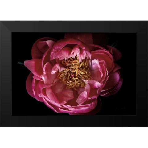 Coral Peony Black Modern Wood Framed Art Print by Catterall, Elise