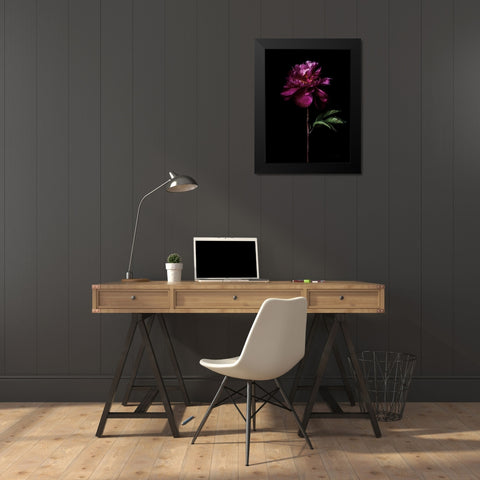 Peony Portrait Black Modern Wood Framed Art Print by Catterall, Elise