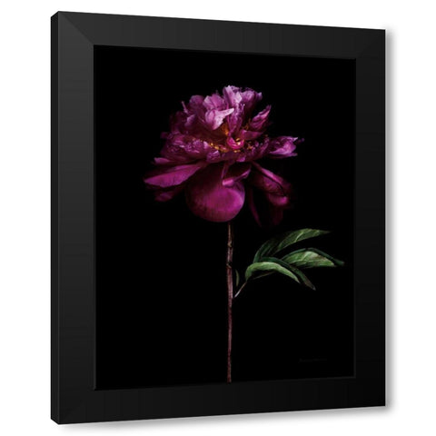 Peony Portrait Black Modern Wood Framed Art Print with Double Matting by Catterall, Elise