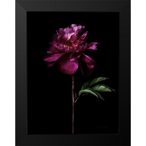 Peony Portrait Black Modern Wood Framed Art Print by Catterall, Elise