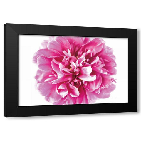 Pink Peony Closeup Black Modern Wood Framed Art Print with Double Matting by Catterall, Elise