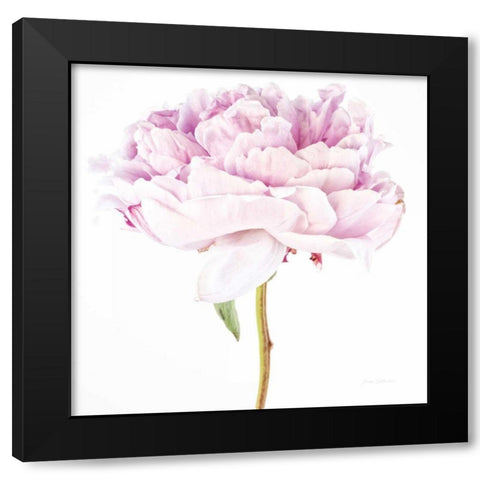 Single Pink Peony Black Modern Wood Framed Art Print with Double Matting by Catterall, Elise