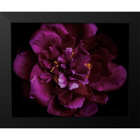 Vivid Dark Peony Black Modern Wood Framed Art Print by Catterall, Elise