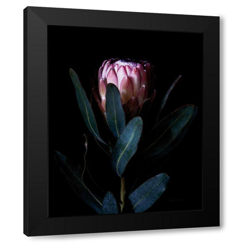 Protea Portrait Black Modern Wood Framed Art Print with Double Matting by Catterall, Elise