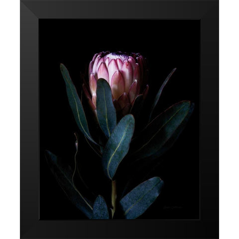 Protea Portrait Black Modern Wood Framed Art Print by Catterall, Elise