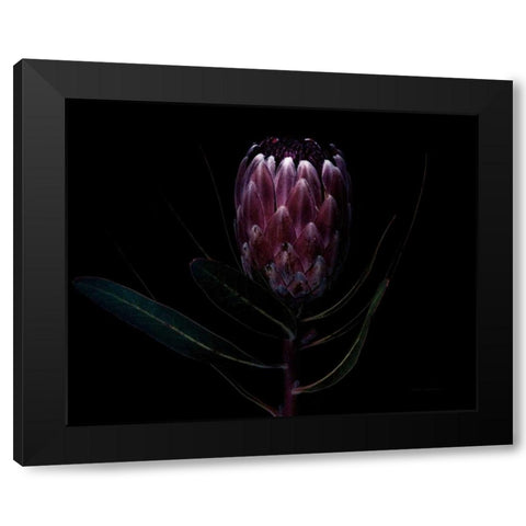 Protea Dark Black Modern Wood Framed Art Print with Double Matting by Catterall, Elise