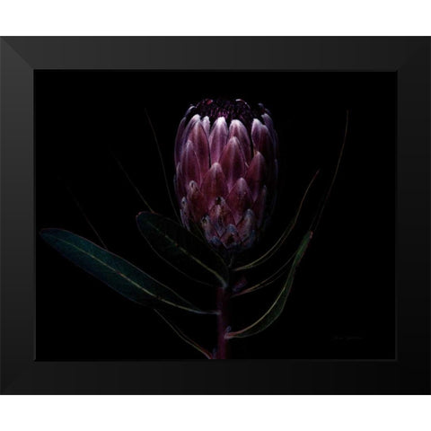Protea Dark Black Modern Wood Framed Art Print by Catterall, Elise
