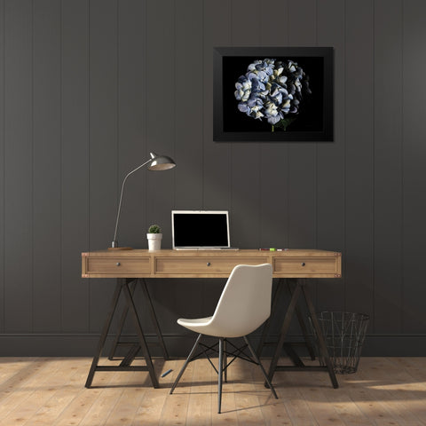 Pale Blue Hydrangea Black Modern Wood Framed Art Print by Catterall, Elise