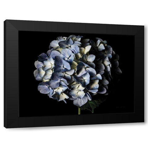 Pale Blue Hydrangea Black Modern Wood Framed Art Print by Catterall, Elise