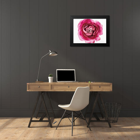 Pink Ranunculus on White Black Modern Wood Framed Art Print by Catterall, Elise