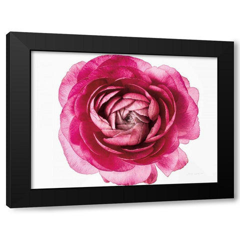 Pink Ranunculus on White Black Modern Wood Framed Art Print with Double Matting by Catterall, Elise