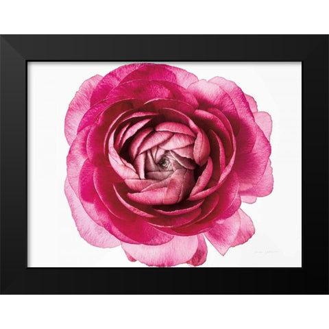 Pink Ranunculus on White Black Modern Wood Framed Art Print by Catterall, Elise