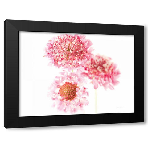 Pink Scabiosa Trio Black Modern Wood Framed Art Print with Double Matting by Catterall, Elise