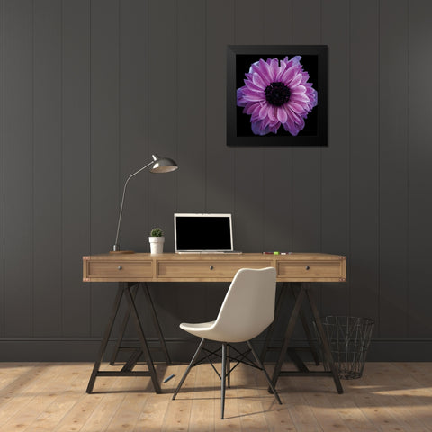 Purple Anemone Crop Black Modern Wood Framed Art Print by Catterall, Elise