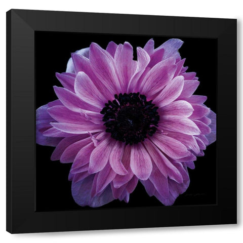 Purple Anemone Crop Black Modern Wood Framed Art Print by Catterall, Elise