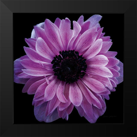 Purple Anemone Crop Black Modern Wood Framed Art Print by Catterall, Elise