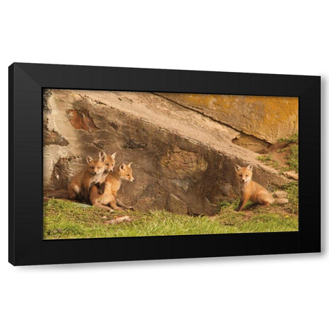 Fox Cubs I Black Modern Wood Framed Art Print with Double Matting by Aledanda