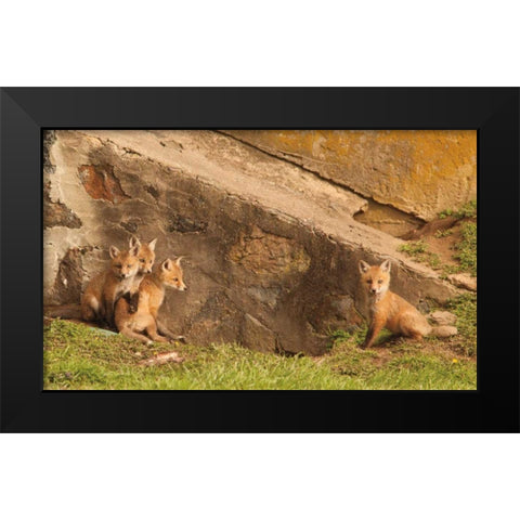 Fox Cubs I Black Modern Wood Framed Art Print by Aledanda
