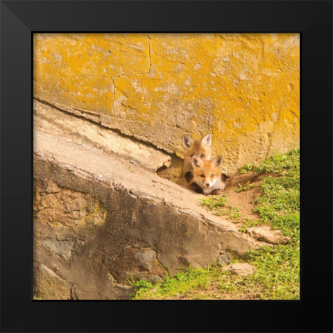 fox Cubs II Black Modern Wood Framed Art Print by Aledanda