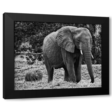 Mama and Baby Elephant I Black Modern Wood Framed Art Print with Double Matting by Aledanda