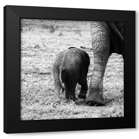 Mama and Baby Elephant II Black Modern Wood Framed Art Print by Aledanda