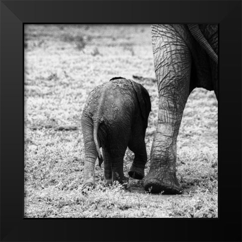 Mama and Baby Elephant II Black Modern Wood Framed Art Print by Aledanda
