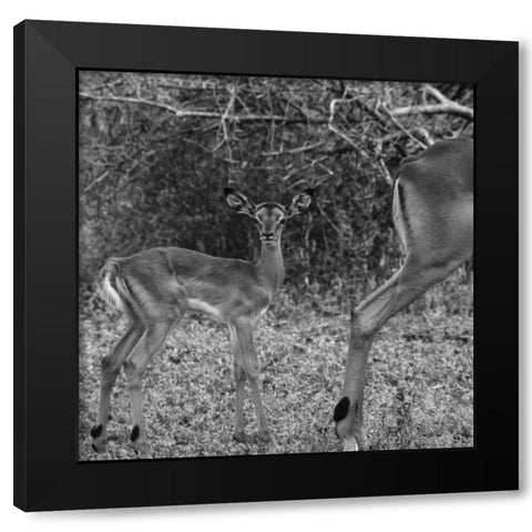 Impala and Baby Black Modern Wood Framed Art Print by Aledanda