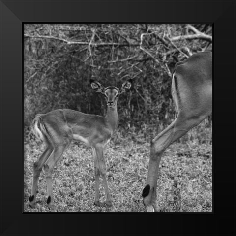 Impala and Baby Black Modern Wood Framed Art Print by Aledanda