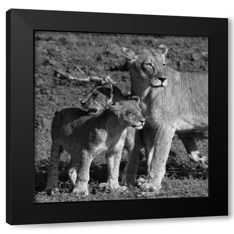 Lioness and Cubs Black Modern Wood Framed Art Print by Aledanda