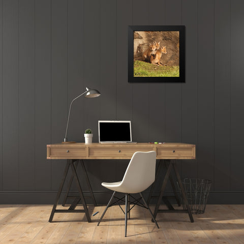 Fox Cubs III Black Modern Wood Framed Art Print by Aledanda