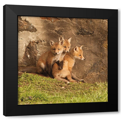 Fox Cubs III Black Modern Wood Framed Art Print by Aledanda