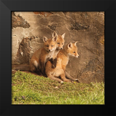 Fox Cubs III Black Modern Wood Framed Art Print by Aledanda