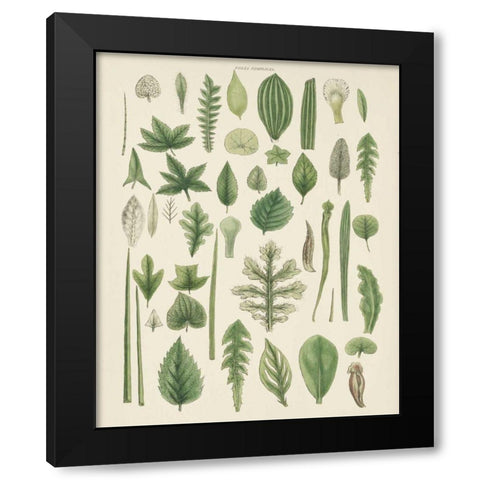 Assortment of Leaves II No Numbers Black Modern Wood Framed Art Print by Wild Apple Portfolio
