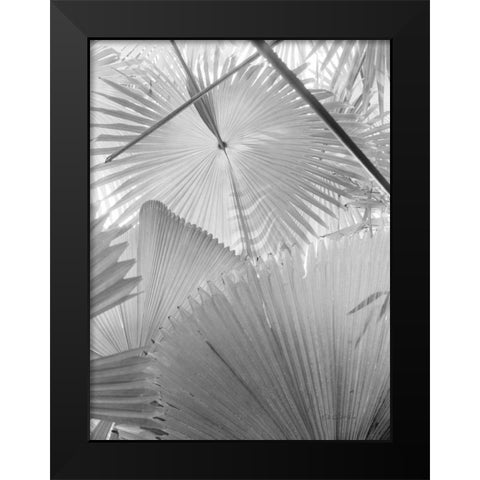 Leaf Abstract II Black Modern Wood Framed Art Print by Goldstein, Ed