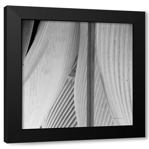 Leaf Abstract IV Black Modern Wood Framed Art Print with Double Matting by Goldstein, Ed