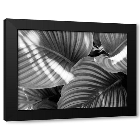 Leaf Abstract V Black Modern Wood Framed Art Print by Goldstein, Ed