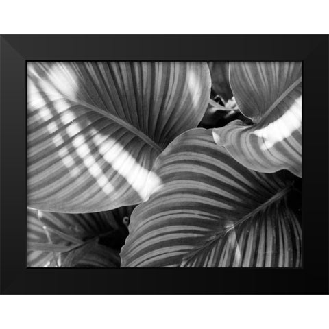 Leaf Abstract V Black Modern Wood Framed Art Print by Goldstein, Ed