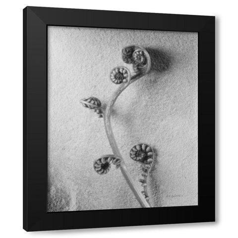 Fiddlehead I Black Modern Wood Framed Art Print by Goldstein, Ed