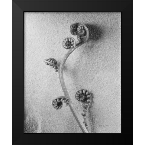 Fiddlehead I Black Modern Wood Framed Art Print by Goldstein, Ed