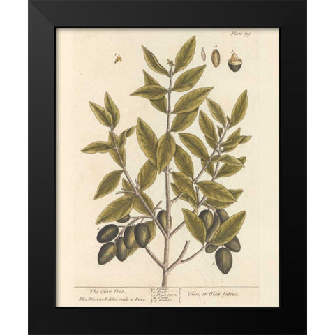 Olive Branch II Black Modern Wood Framed Art Print by Wild Apple Portfolio