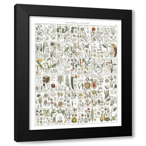 Flora Chart II White Black Modern Wood Framed Art Print with Double Matting by Wild Apple Portfolio