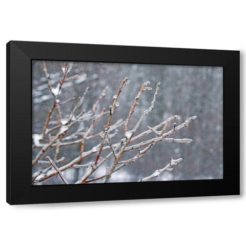 Glistening Branches I Black Modern Wood Framed Art Print with Double Matting by Bradley, Felicity
