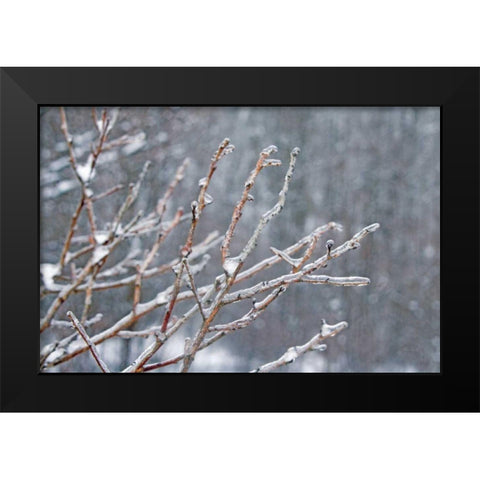 Glistening Branches I Black Modern Wood Framed Art Print by Bradley, Felicity