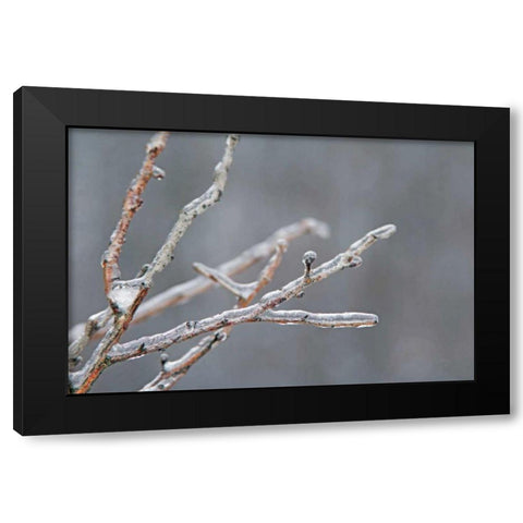Glistening Branches II Black Modern Wood Framed Art Print by Bradley, Felicity