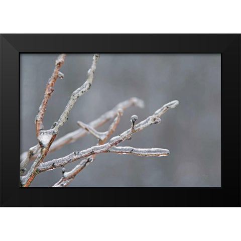 Glistening Branches II Black Modern Wood Framed Art Print by Bradley, Felicity