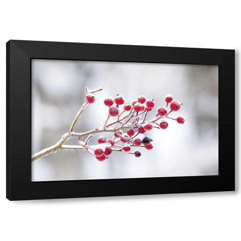 Winter Berries I Black Modern Wood Framed Art Print with Double Matting by Bradley, Felicity